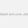 Rabbit anti-Junin pAb
